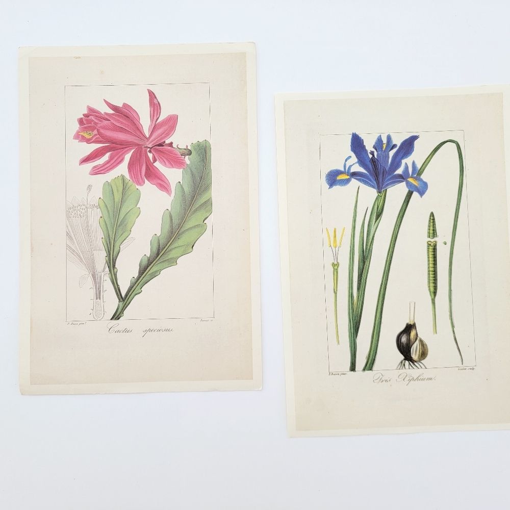 2 Pancrace Bessa Pinx Vintage Botanical Iris Cactus 7 x 10.5" Colored Prints LOT